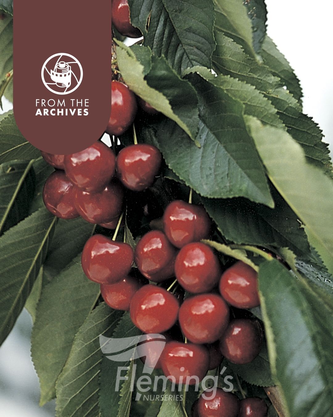 Prunus avium - LAPINS - Cherry