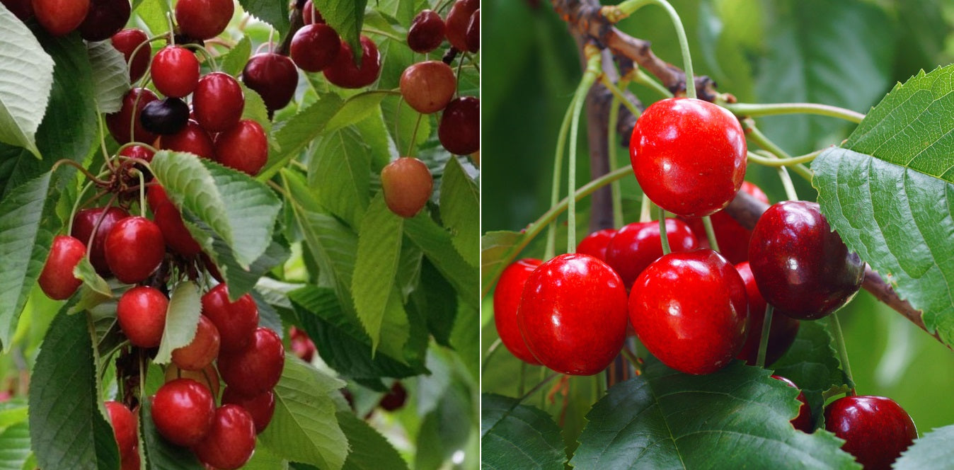 Prunus avium - 2-Way - MINNIE ROYAL - ROYAL CRIMSON - Cherry