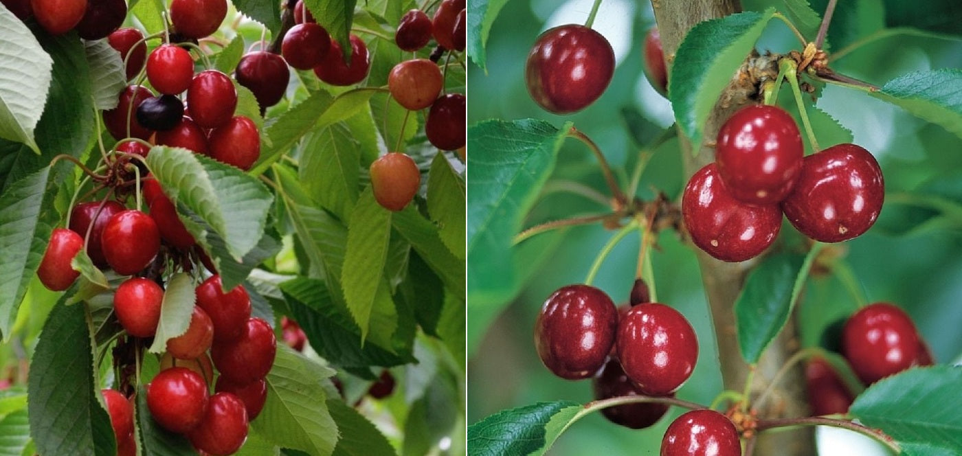 Prunus avium - 2-Way - MINNIE ROYAL - ROYAL LEE - Cherry