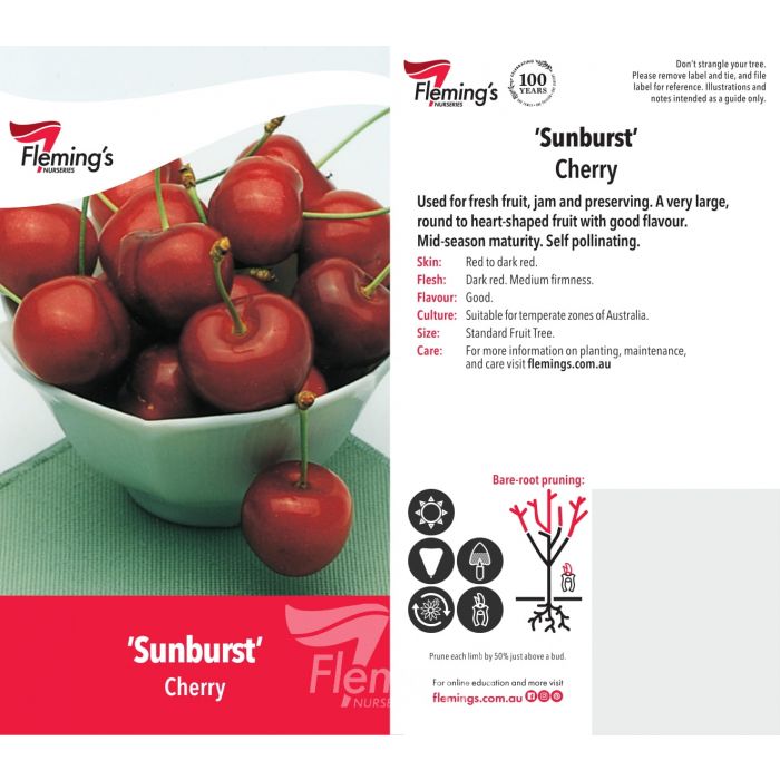 Prunus avium - SUNBURST - Cherry
