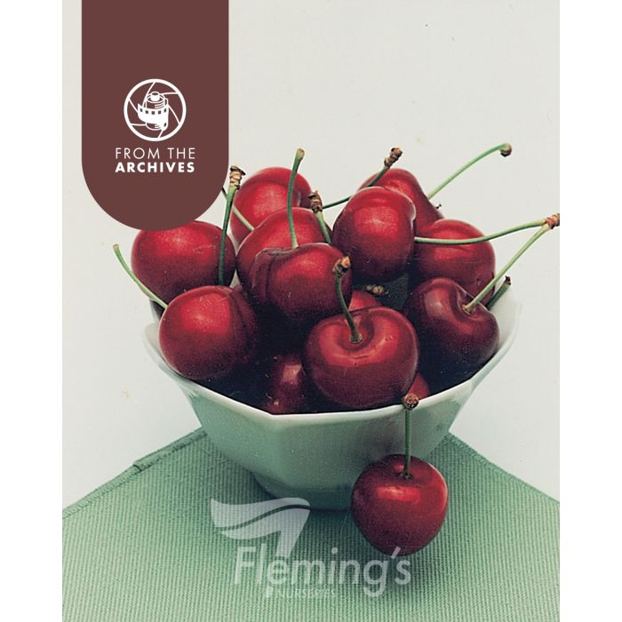 Prunus avium - SUNBURST - Cherry