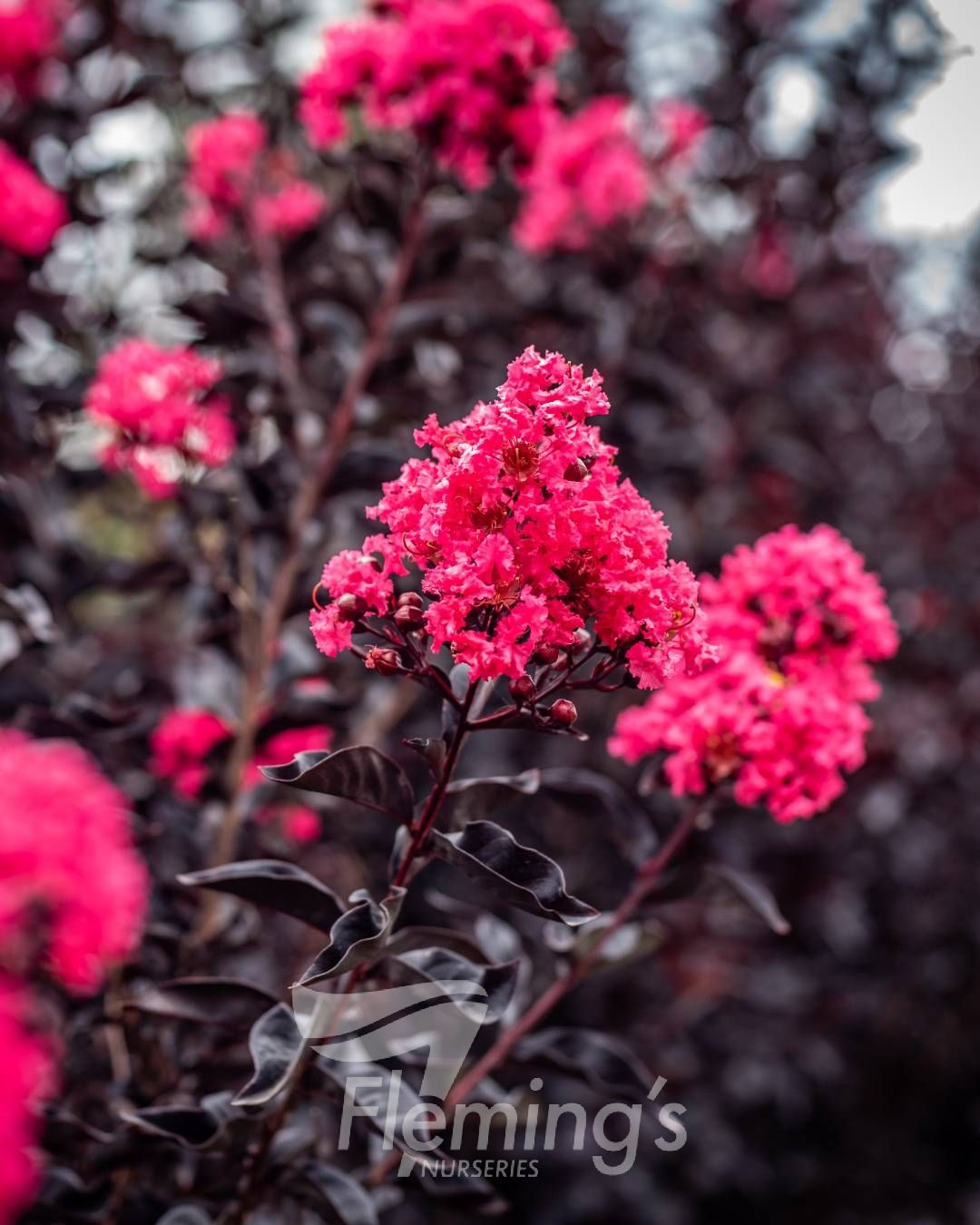 Lagerstroemia indica x subcostata fauriei - MIDNIGHT MAGIC - Crepe Myrtle 'PIILAG-V' PBR