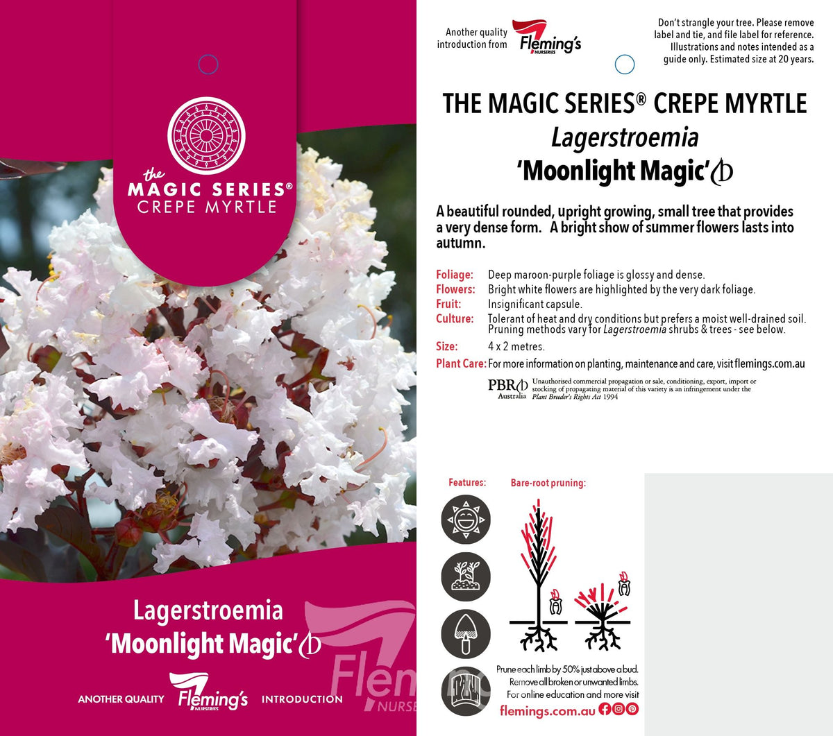 Lagerstroemia indica x subcostata fauriei - MOONLIGHT MAGIC - Crepe Myrtle 'PIILAG-IV' PBR