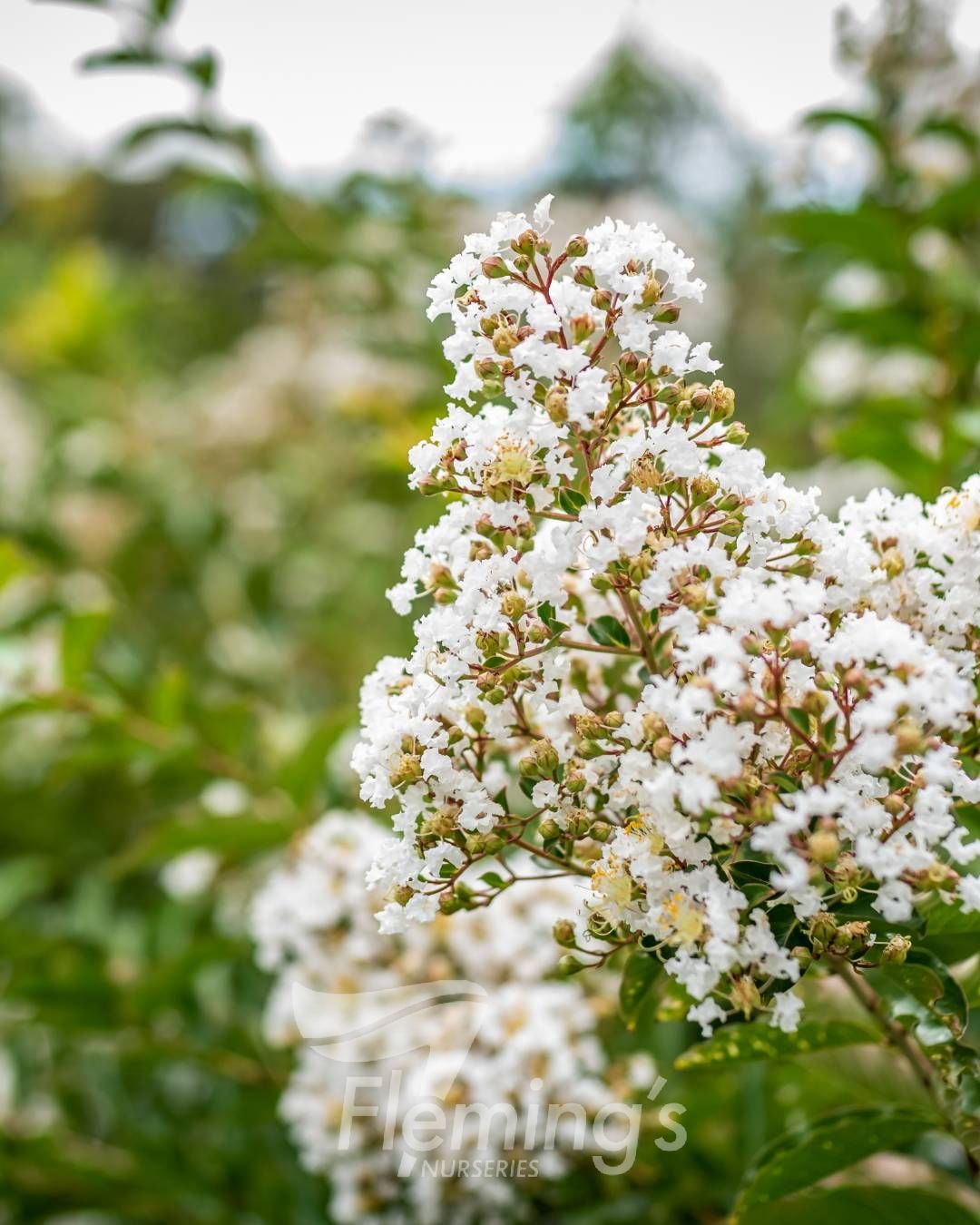Lagerstroemia indica x subcostata fauriei - NATCHEZ - White Crepe Myrtle