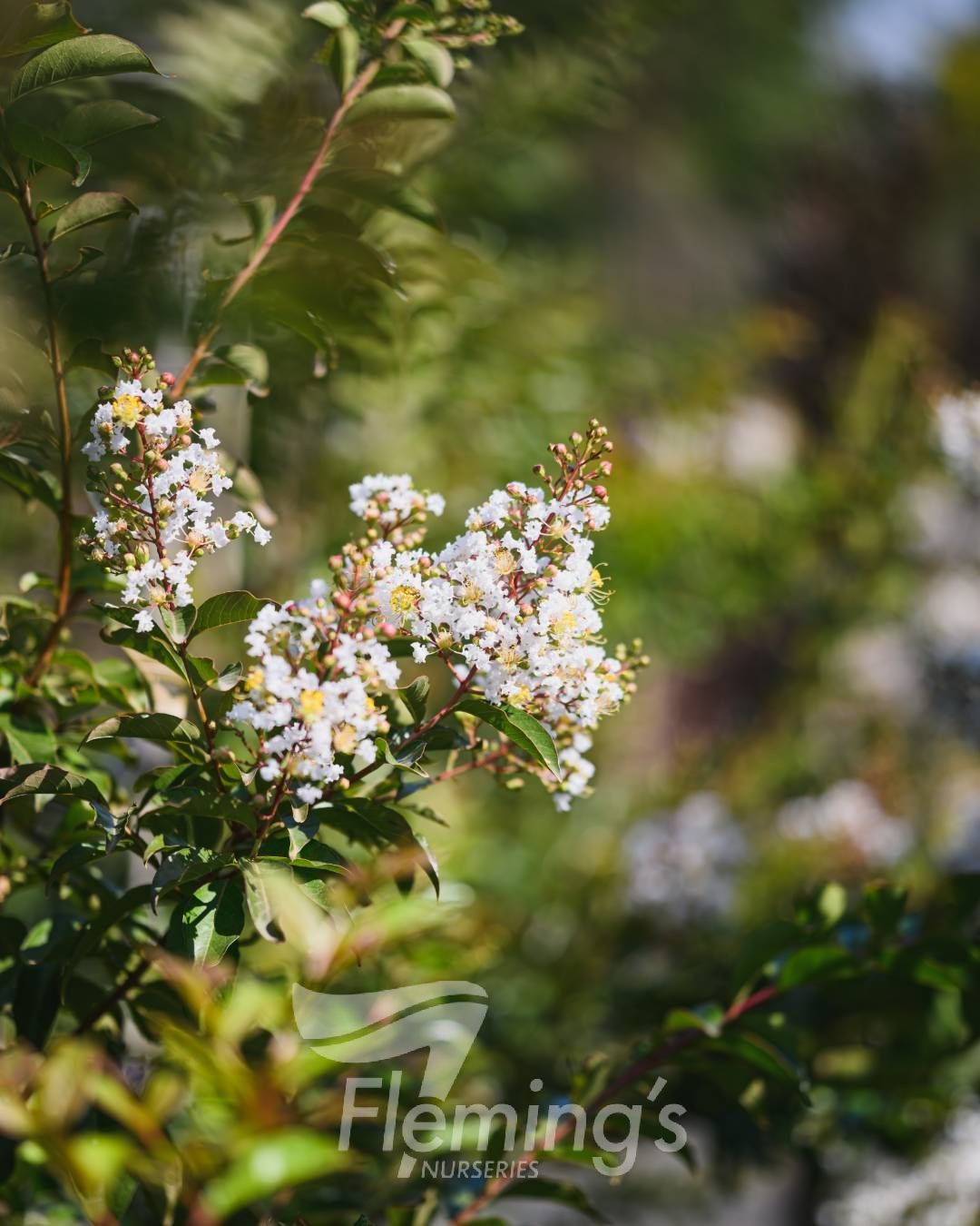 Lagerstroemia indica x subcostata fauriei - NATCHEZ - White Crepe Myrtle