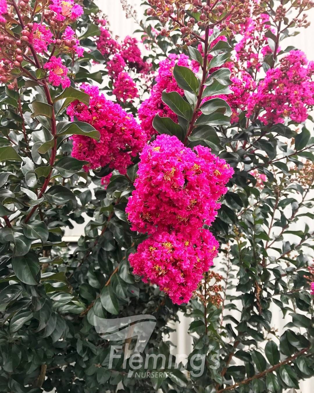 Lagerstroemia indica x subcostata fauriei - PLUM MAGIC - Crepe Myrtle 'Plum Magic' PBR