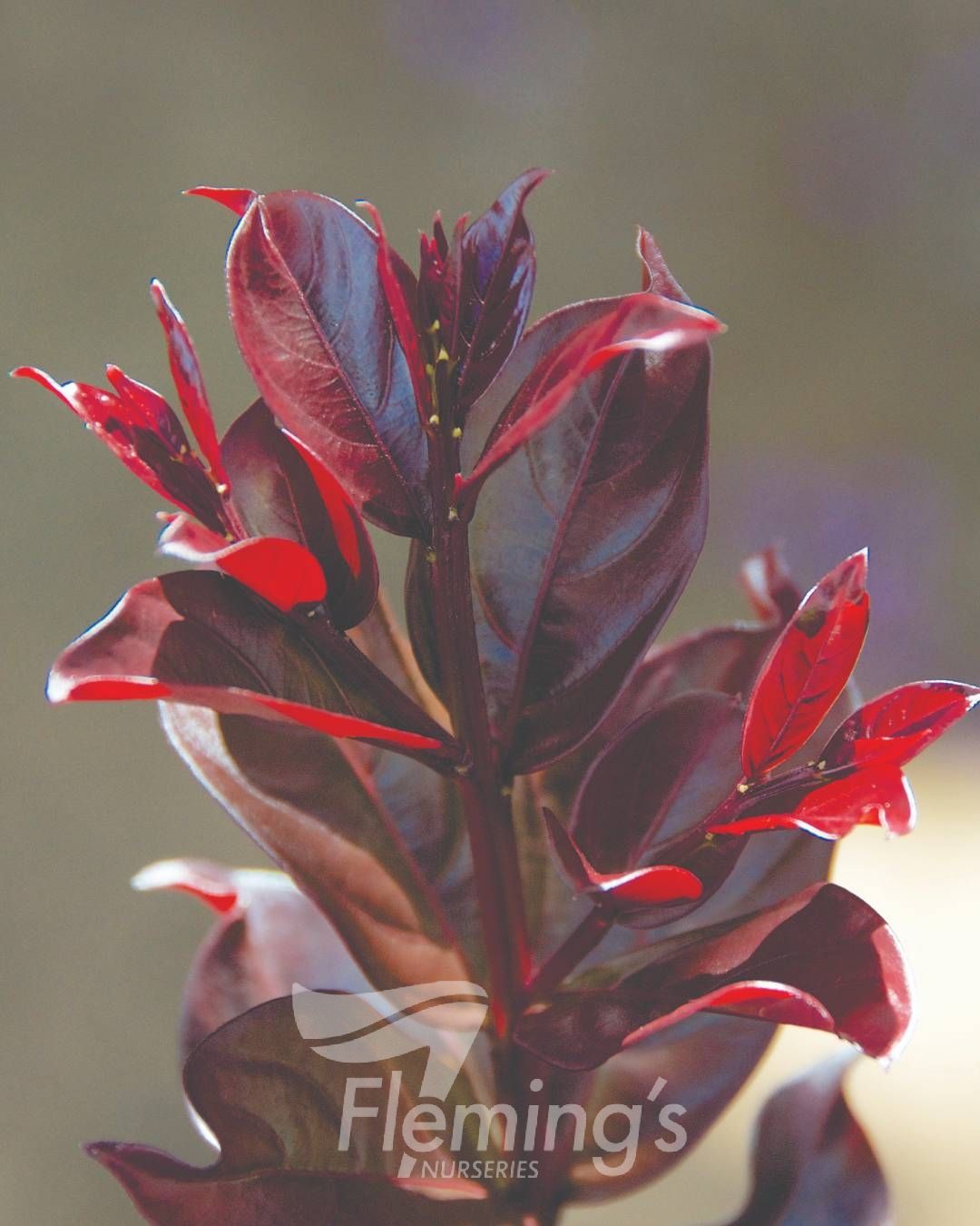 Lagerstroemia indica x subcostata fauriei - PLUM MAGIC - Crepe Myrtle 'Plum Magic' PBR