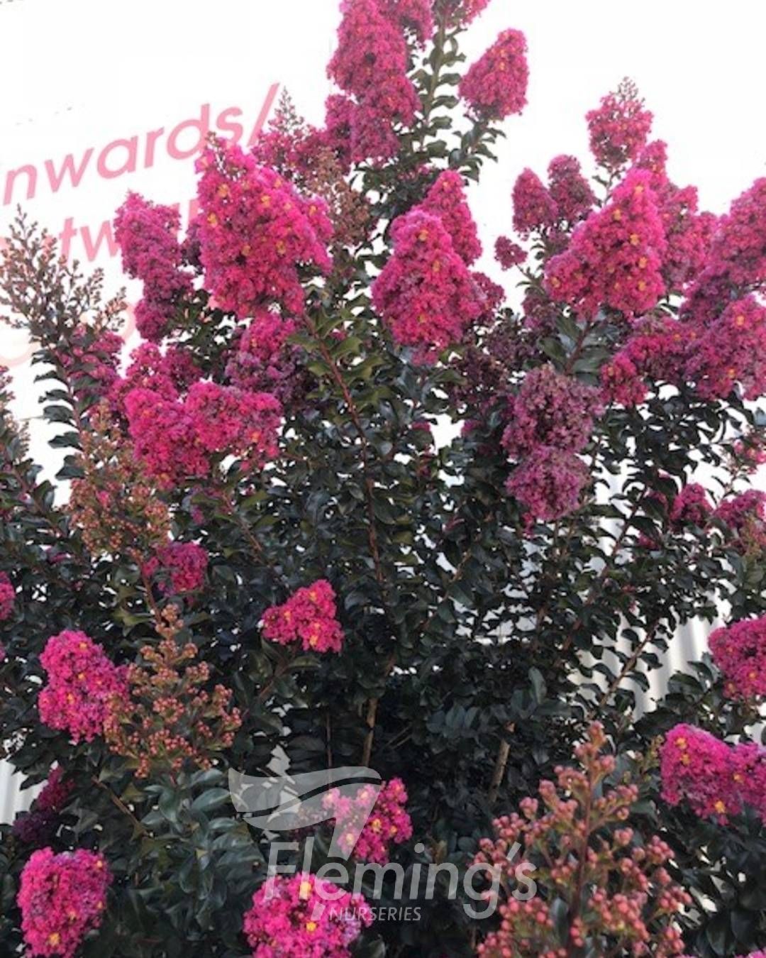 Lagerstroemia indica x subcostata fauriei - PLUM MAGIC - Crepe Myrtle 'Plum Magic' PBR