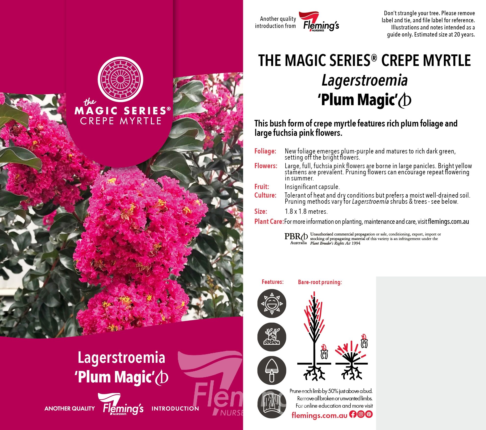 Lagerstroemia indica x subcostata fauriei - PLUM MAGIC - Crepe Myrtle 'Plum Magic' PBR