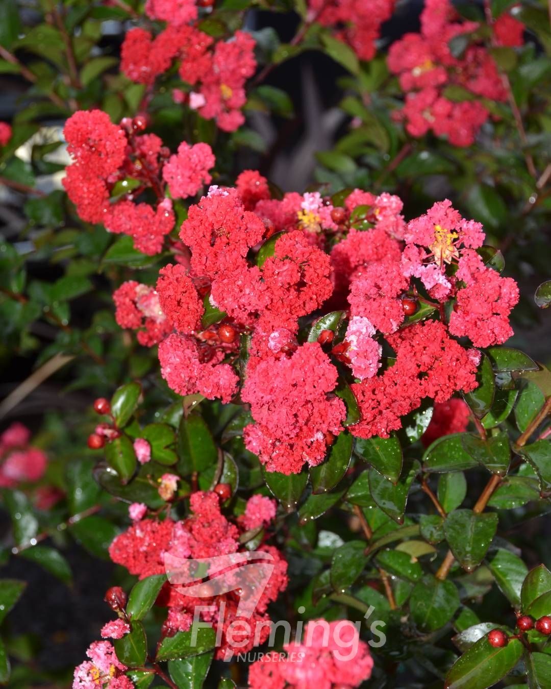 Lagerstroemia indica x subcostata fauriei - RUFFLED RED MAGIC - Crepe Myrtle 'PIILAG-VII' PBR