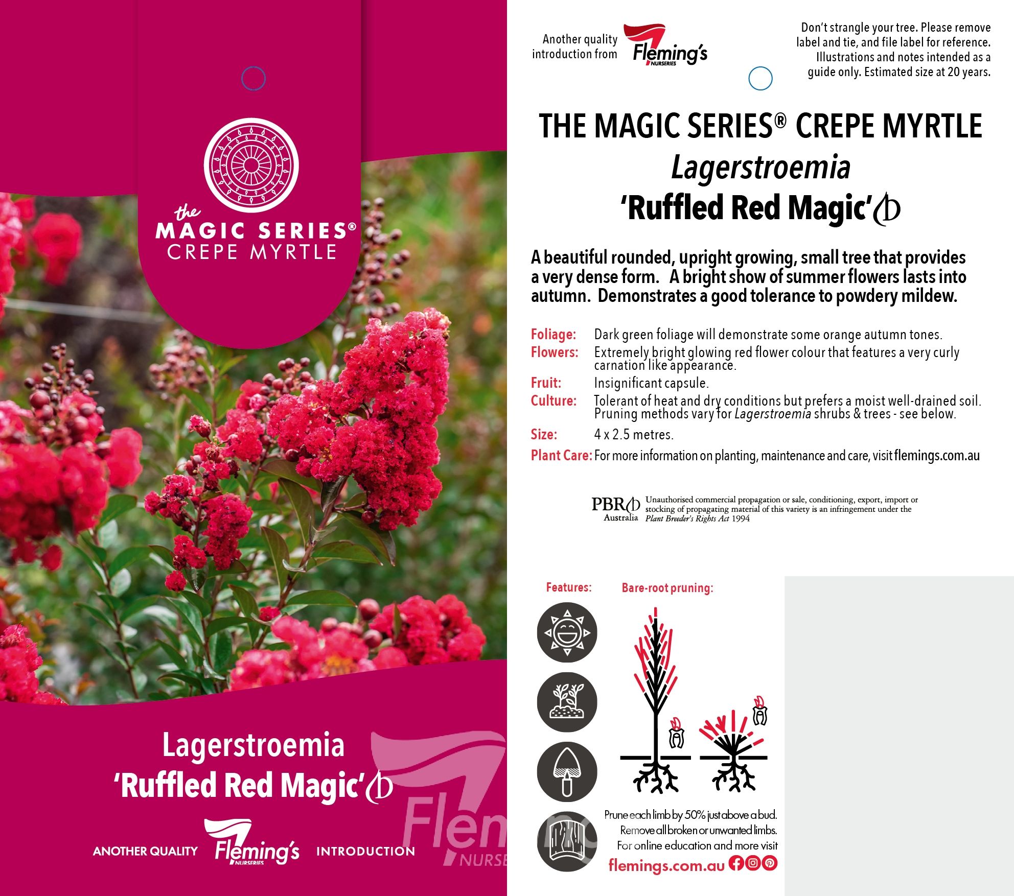 Lagerstroemia indica x subcostata fauriei - RUFFLED RED MAGIC - Crepe Myrtle 'PIILAG-VII' PBR