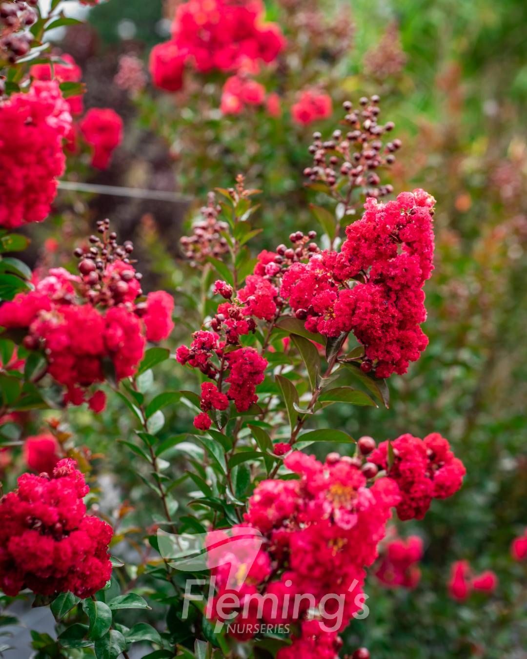 Lagerstroemia indica x subcostata fauriei - RUFFLED RED MAGIC - Crepe Myrtle 'PIILAG-VII' PBR