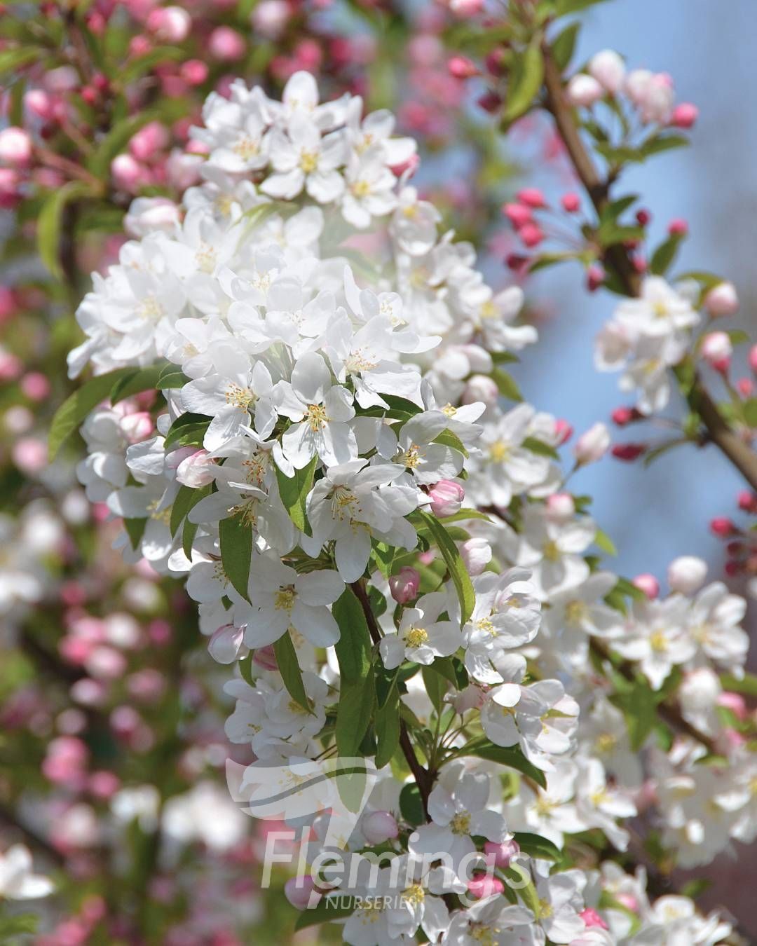Malus domestica - 'Sutyzam' SUGAR TYME™ - Ornamental Crabapple