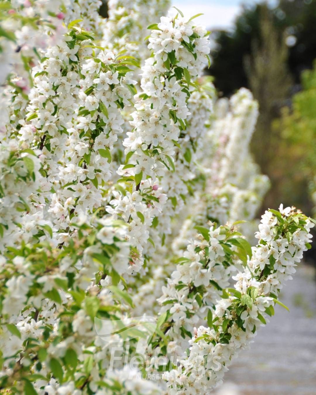Malus domestica - 'Sutyzam' SUGAR TYME™ - Ornamental Crabapple