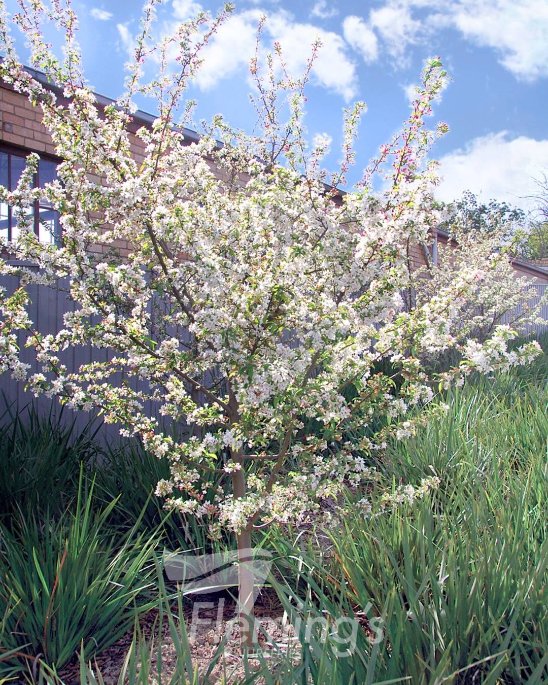 Malus domestica - 'Sutyzam' SUGAR TYME™ - Ornamental Crabapple