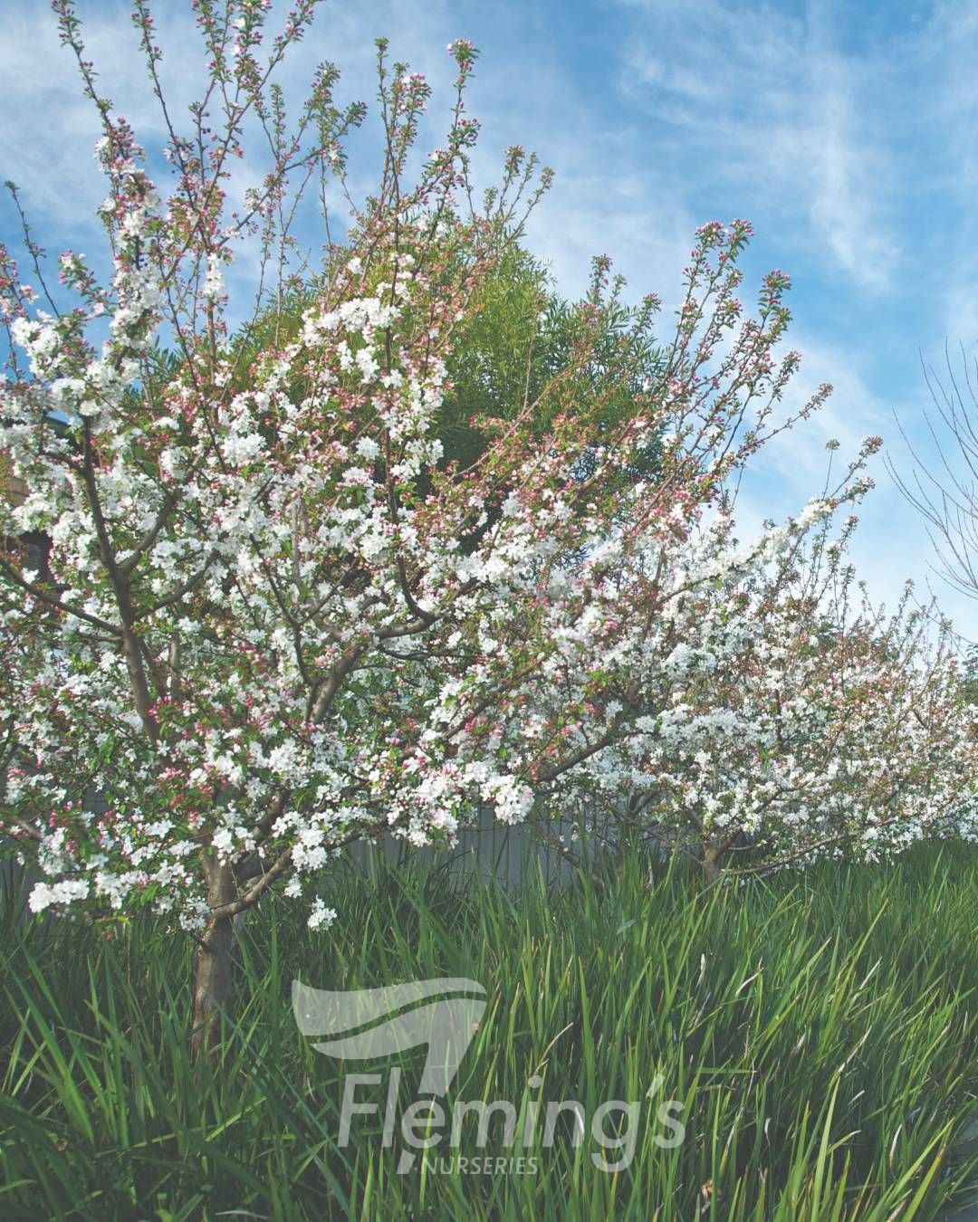 Malus domestica - 'Sutyzam' SUGAR TYME™ - Ornamental Crabapple