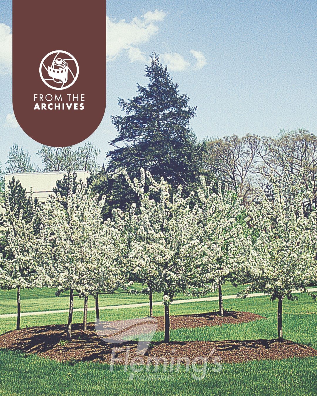 Malus domestica - 'Sutyzam' SUGAR TYME™ - Ornamental Crabapple