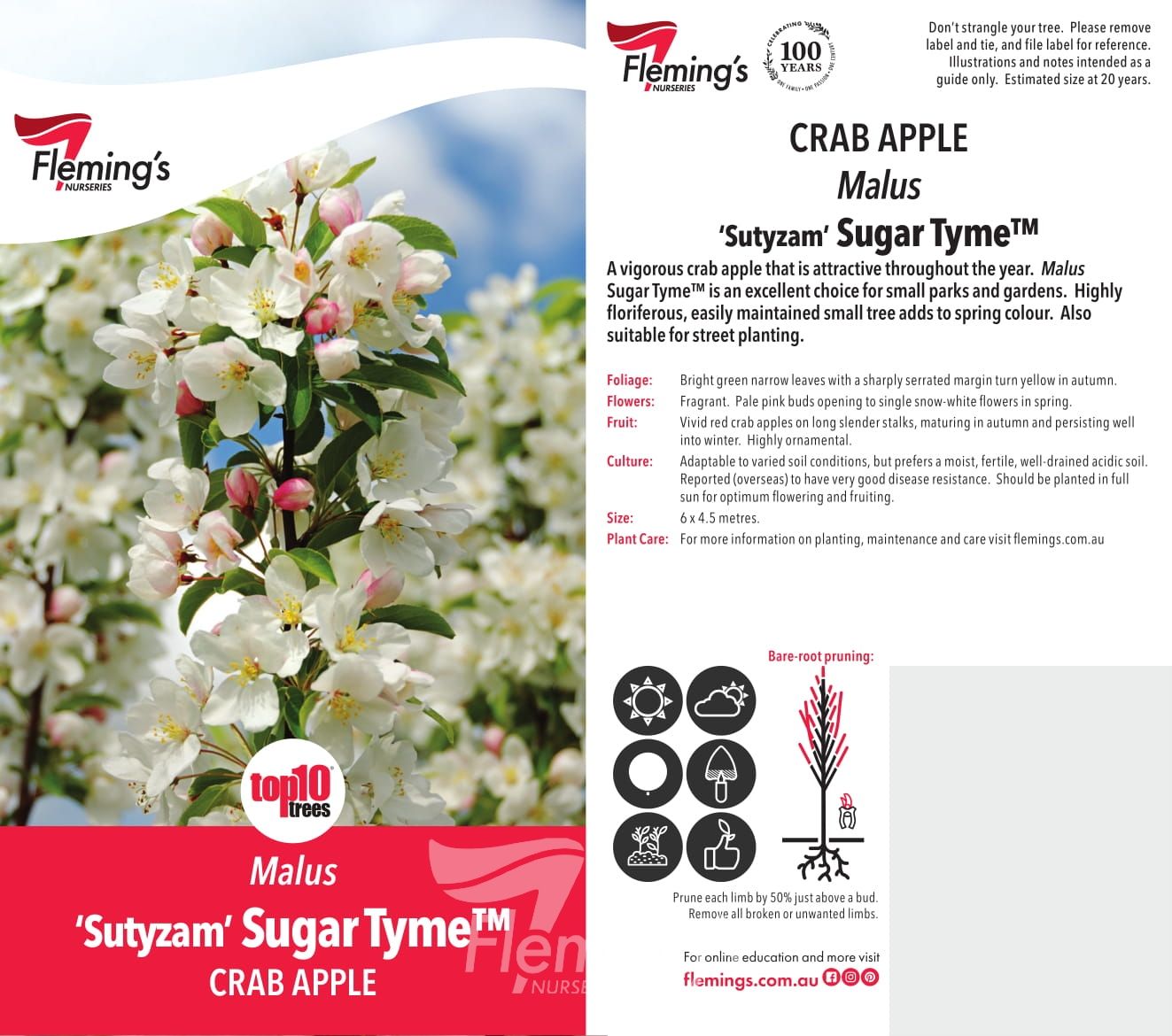 Malus domestica - 'Sutyzam' SUGAR TYME™ - Ornamental Crabapple