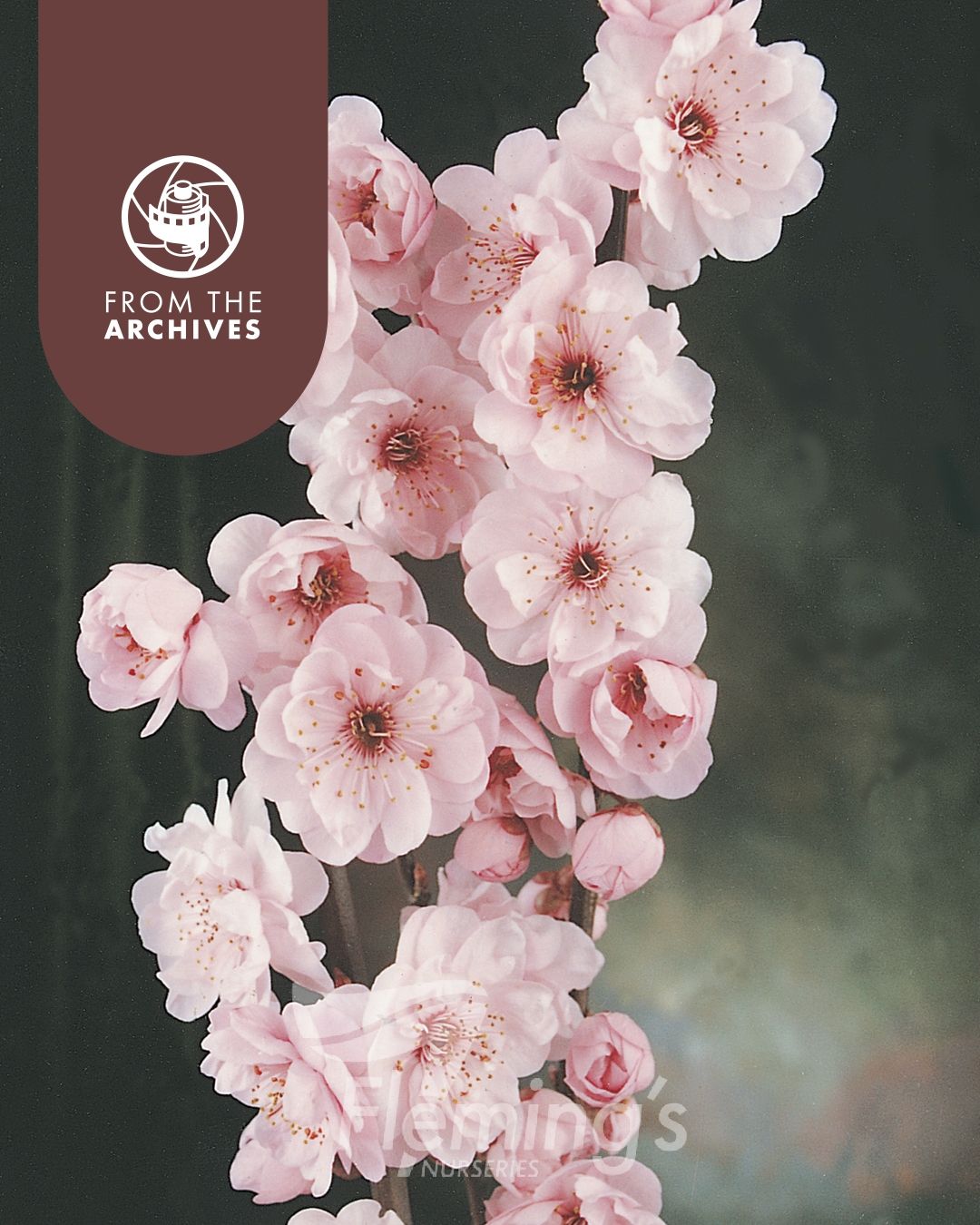 Prunus x blireana - Double-Flowering Ornamental Plum