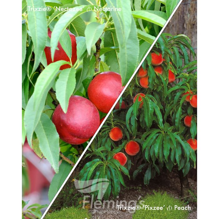 Prunus persica - 2-Way - Trixzie® NECTAZEE - PIXZEE - Dwarf Nectarine and Peach