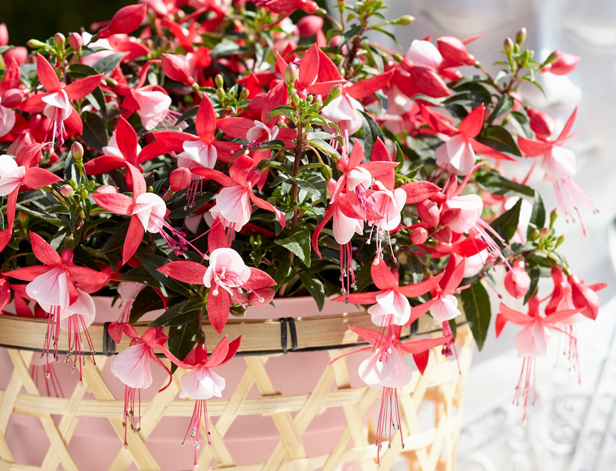 Fuchsia - BELLA EVITA