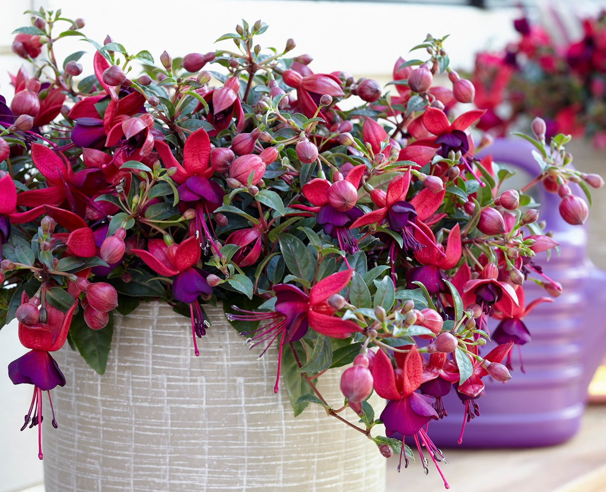 Fuchsia - BELLA SOILA