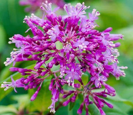 Fuchsia arborescens x paniculata - BLUTINI - Mexican Blueberry 'Blutini' PBR