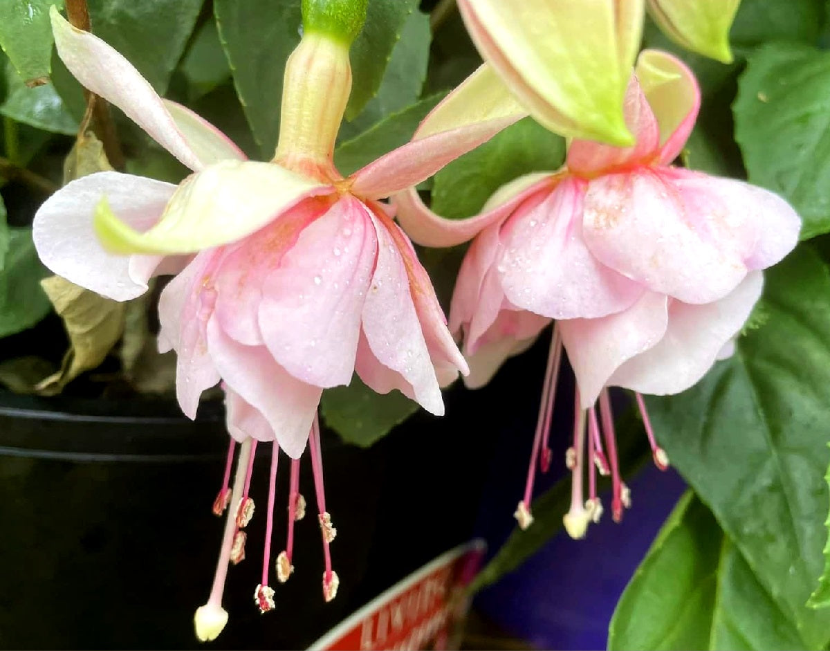 Fuchsia - COTTON CANDY