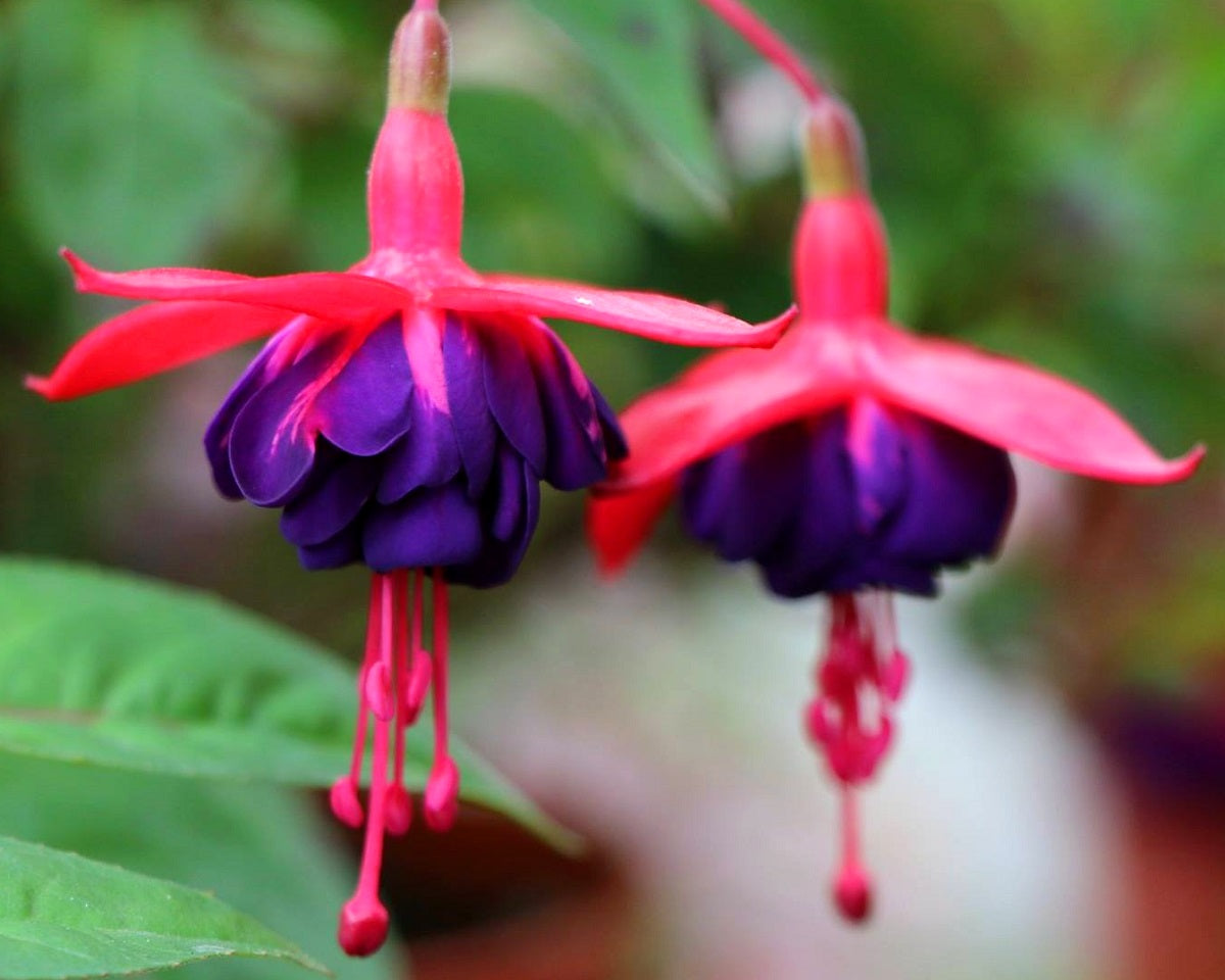 Fuchsia - DOLLAR PRINCESS