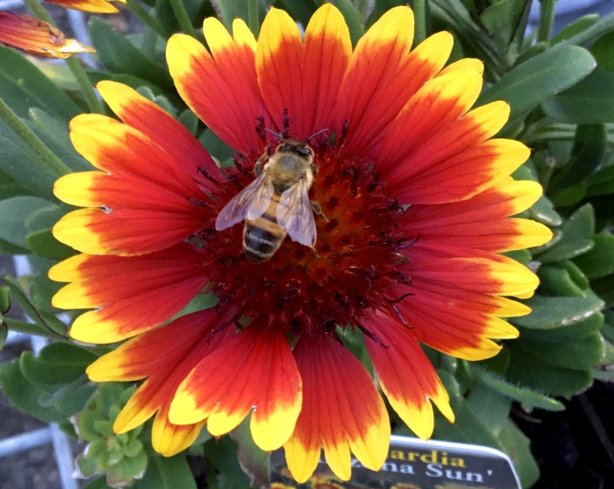 Gaillardia x grandiflora - ARIZONA SUN - Blanket Flower