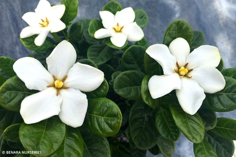 Gardenia jasminoides - CUPID - Cape Jasmine 'Parcup' PBR