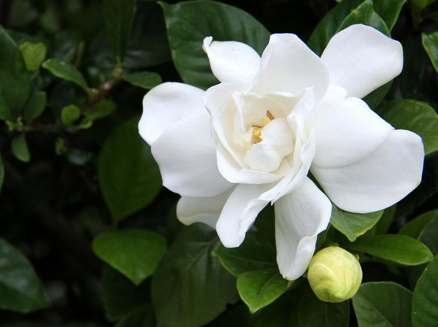 Gardenia jasminoides - FOUR SEASONS - Cape Jasmine