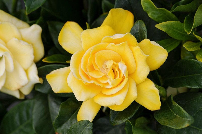 Gardenia jasminoides - GOLDEN MAGIC - Cape Jasmine