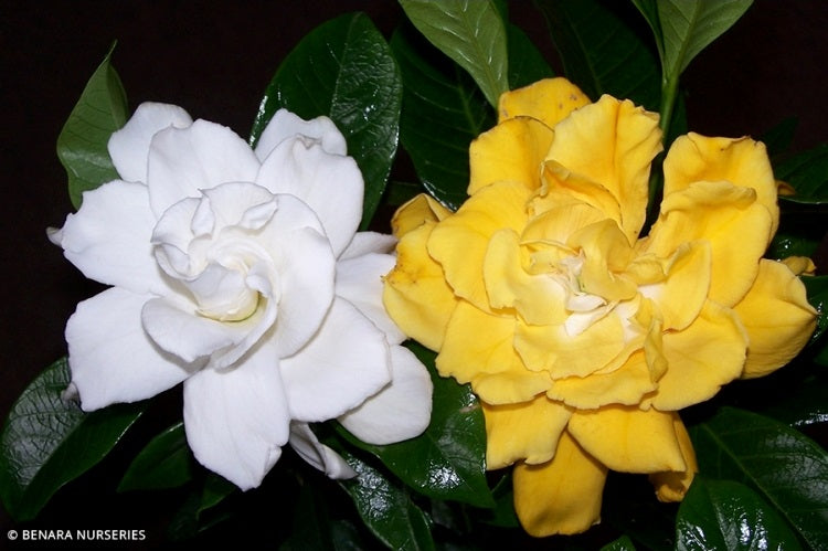 Gardenia jasminoides - WHITE GOLD - Cape Jasmine 'Parplatinum' PBR