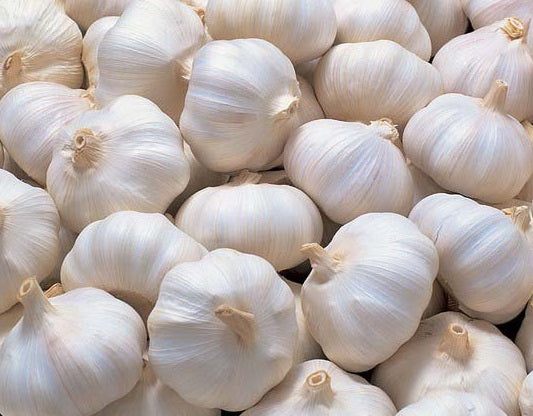 Garlic - EARLY WHITE - Allium sativum - Diggers