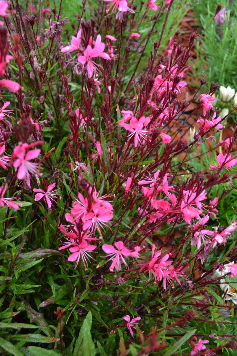 Oenothera lindheimeri - Belleza® DARK PINK - Butterfly Bush Gaura