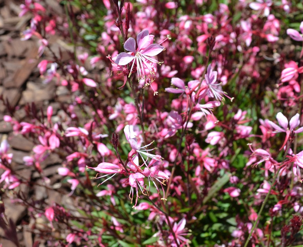 Oenothera lindheimeri - Belleza® LIGHT PINK - Butterfly Bush Gaura