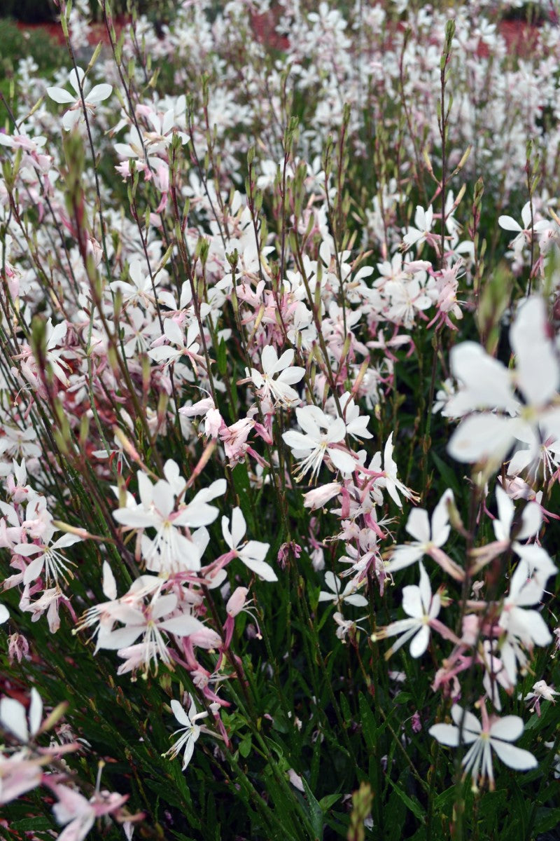 Oenothera lindheimeri - Belleza® WHITE - Butterfly Bush Gaura