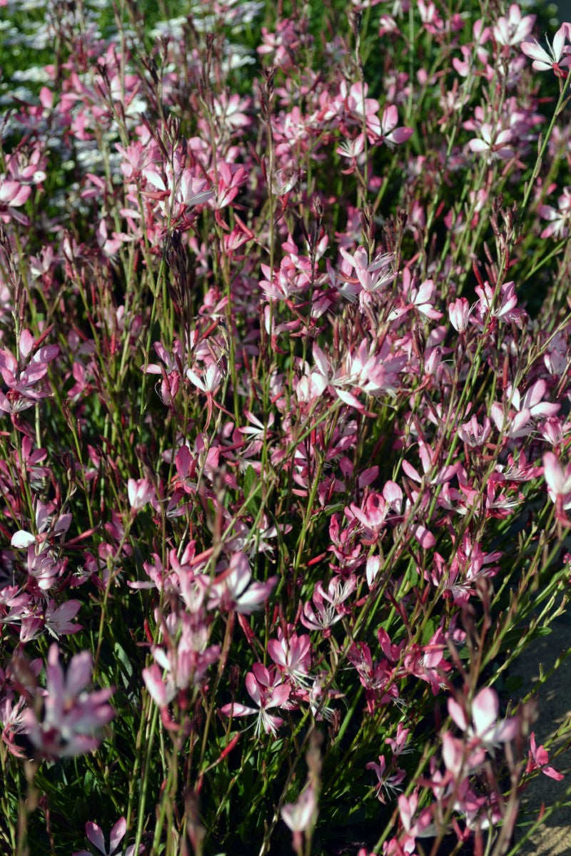 Oenothera lindheimeri - LITTLE JANIE - Butterfly Bush Gaura