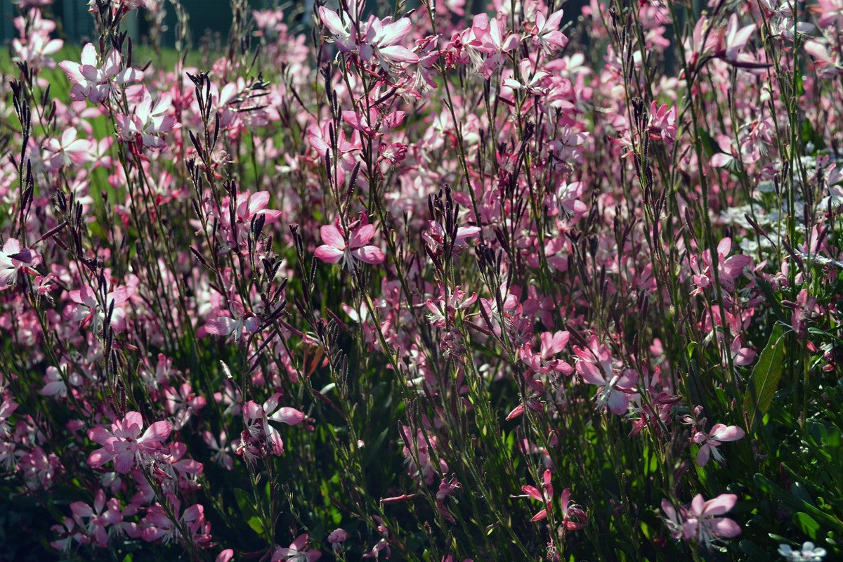 Oenothera lindheimeri - LITTLE JANIE - Butterfly Bush Gaura