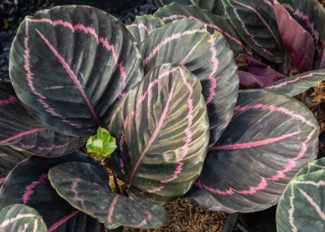 Goeppertia roseopicta - Rose-Painted Calathea