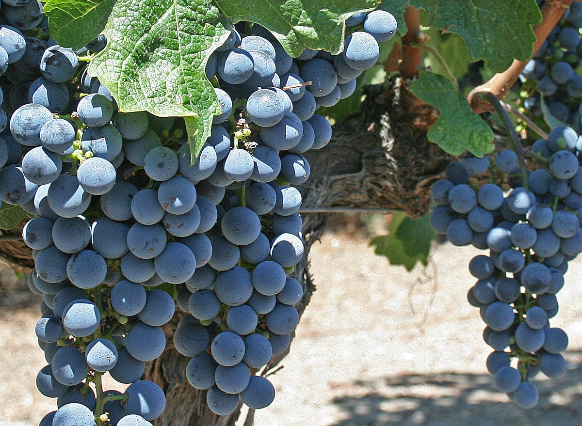 Vitis vinifera - MARROO - Seedless Grape
