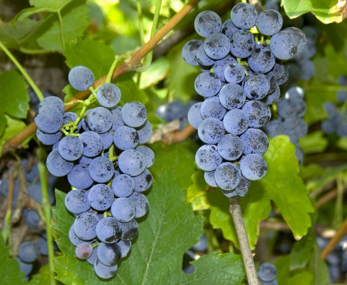 Vitis vinifera - BLACK STRAWBERRY - Grape