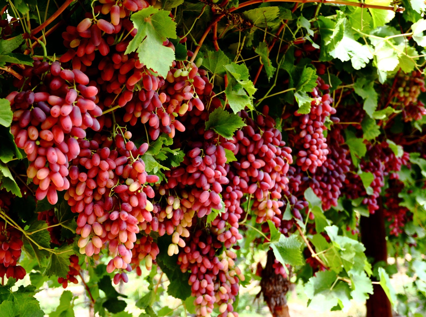Vitis vinifera - CRIMSON - Seedless Grape