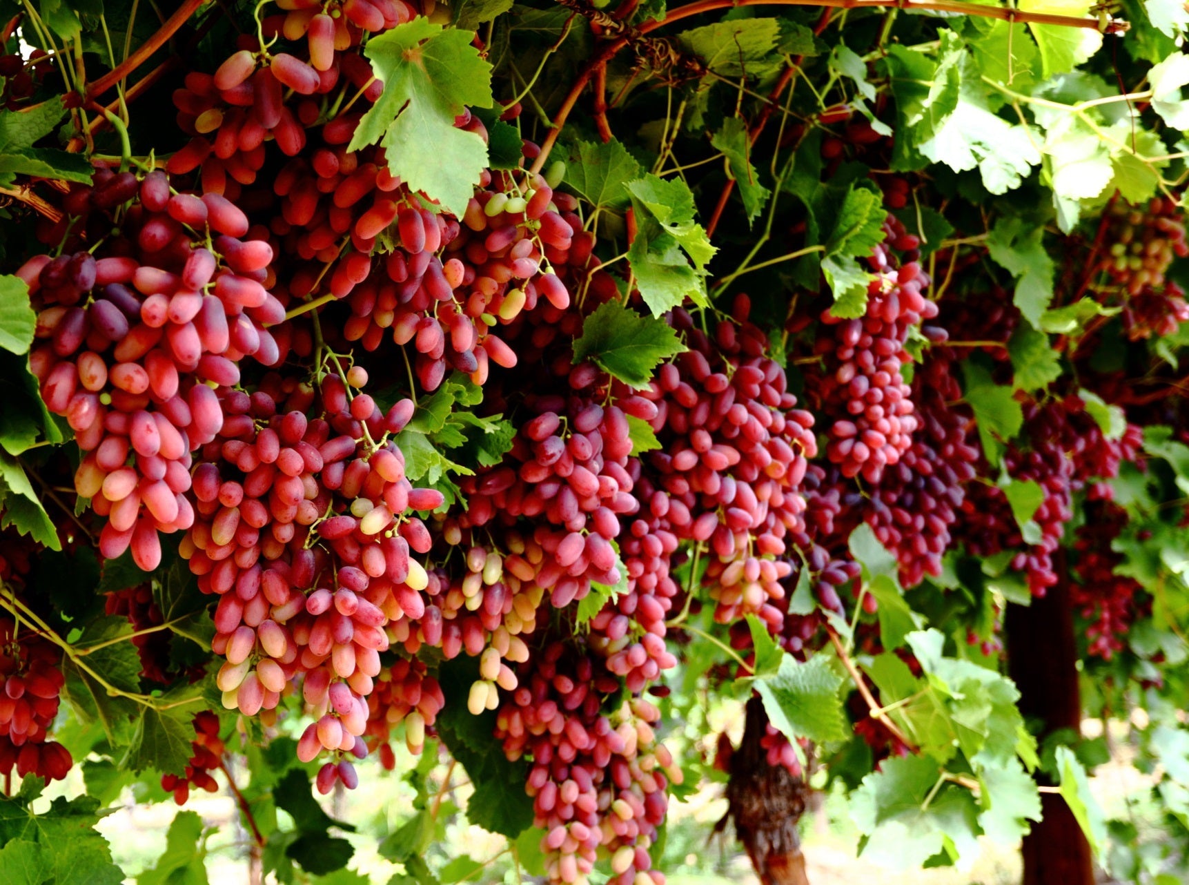 Vitis vinifera - CRIMSON - Seedless Grape
