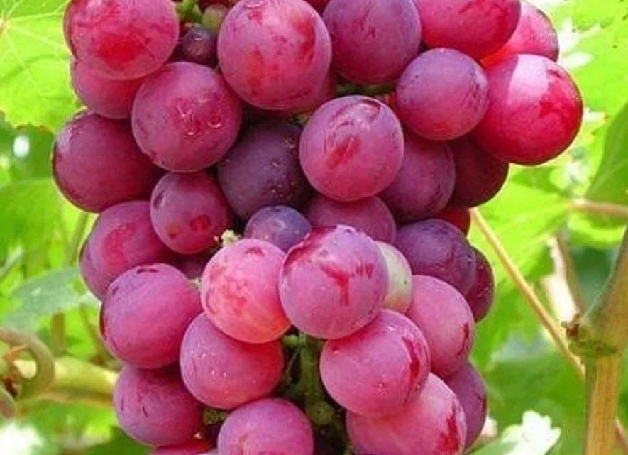Vitis vinifera - FLAME - Seedless Grape