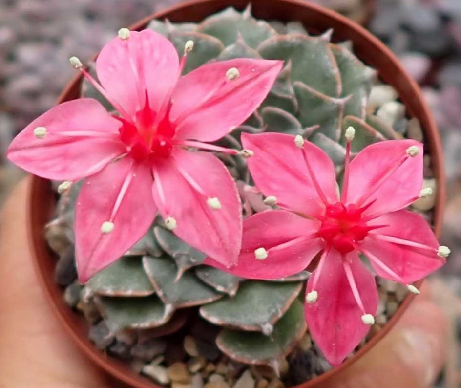 Graptopetalum bellum - Xmas Flower