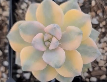 Graptopetalum bernalense - Variegated Ghost Plant