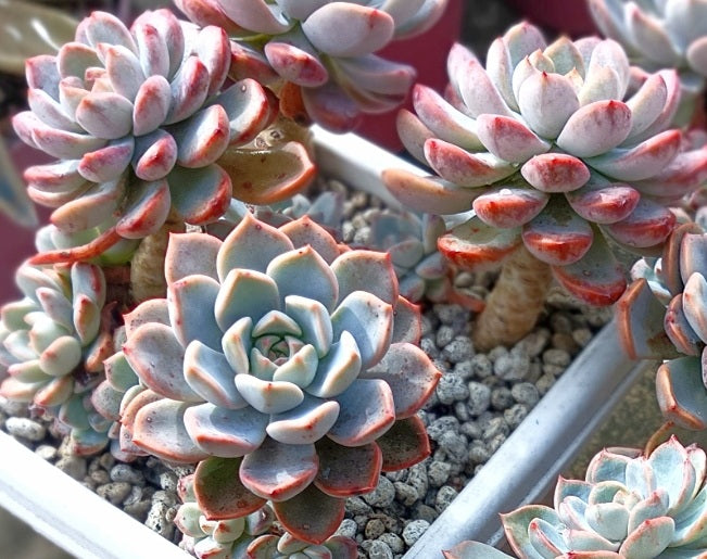 Graptoveria - MARPIN - Porcelain Plant