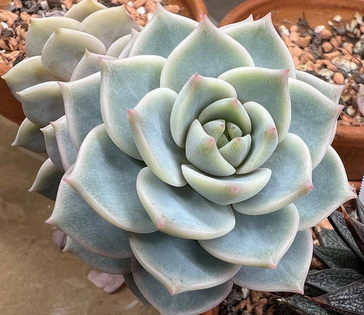 Graptoveria - TITIBUNS - Porcelain Plant